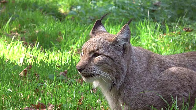 猞猁，猞猁，刷耳朵，品塞洛伦，肖像，头，科普夫，卢契斯，4K视频素材