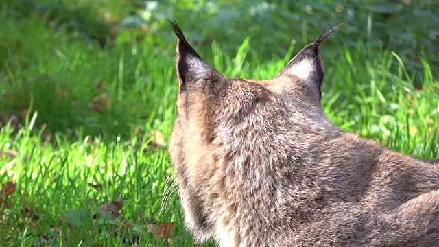 猞猁，猞猁，刷耳朵，品塞洛伦，肖像，头，科普夫，卢契斯，4K视频素材