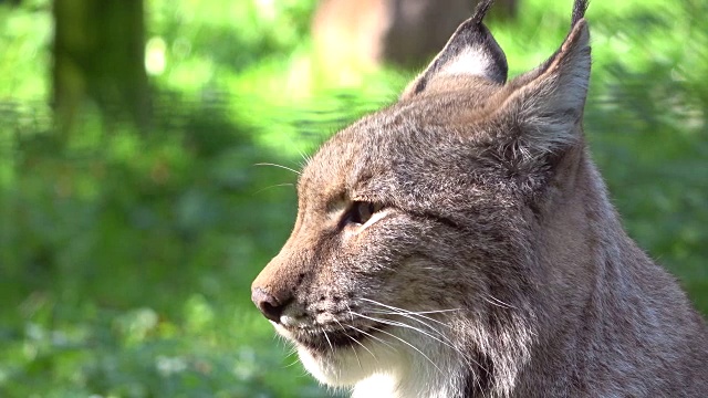 猞猁，猞猁，刷耳朵，品塞洛伦，肖像，头，科普夫，卢契斯，4K视频素材