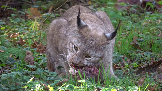 猞猁，吃肉的猞猁，野猫，猫科动物，食肉目，4K视频素材