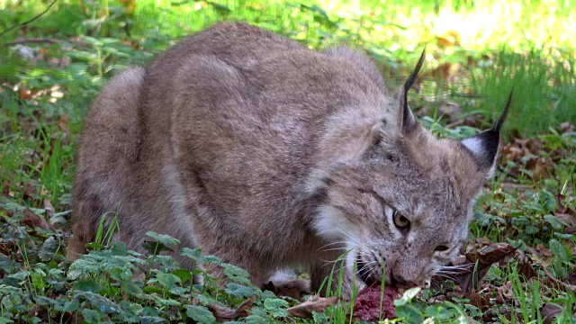 猞猁，吃肉的猞猁，野猫，猫科动物，食肉目，4K视频素材