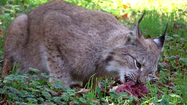 猞猁，吃肉的猞猁，野猫，猫科动物，食肉目，4K视频素材