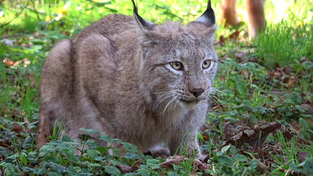 猞猁，吃肉的猞猁，野猫，猫科动物，食肉目，4K视频素材