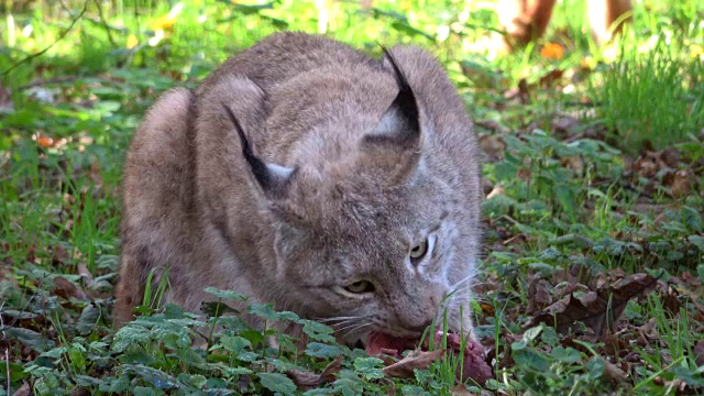 猞猁，吃肉的猞猁，野猫，猫科动物，食肉目，4K视频素材