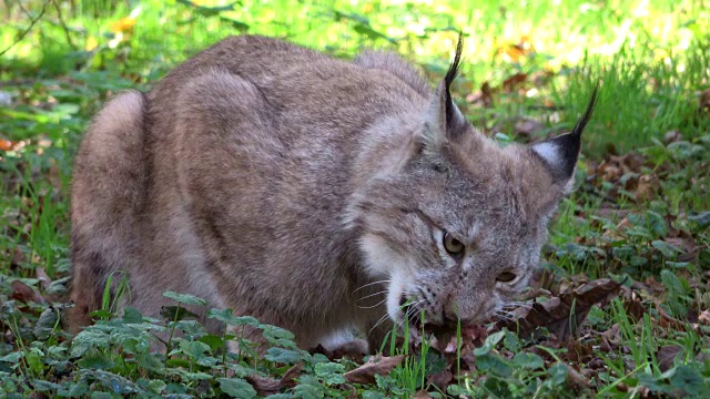 猞猁，吃肉的猞猁，野猫，猫科动物，食肉目，4K视频素材