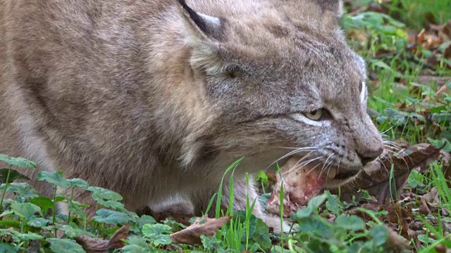 猞猁，吃肉的猞猁，野猫，猫科动物，食肉目，4K视频素材