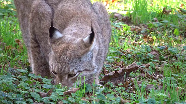 猞猁，吃肉的猞猁，野猫，猫科动物，食肉目，4K视频素材