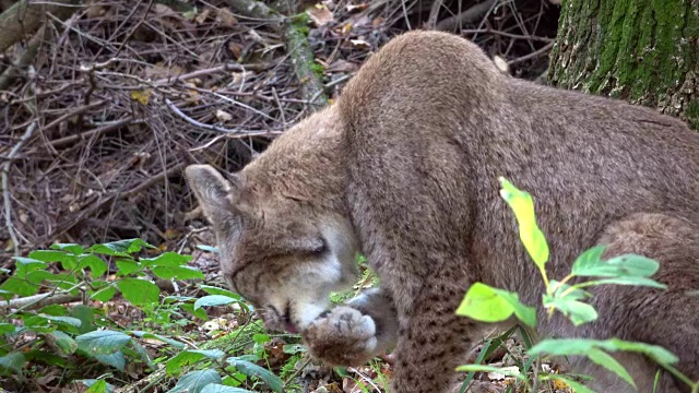 山猫，山猫，梳毛，鹿，猫科，食肉目，4K视频素材