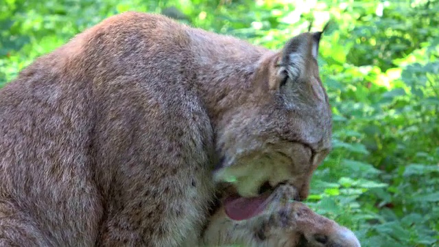 山猫，山猫，梳毛，鹿，猫科，食肉目，4K视频素材