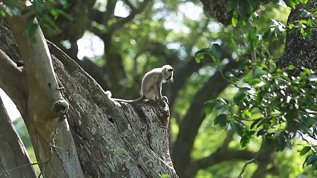 猴子玩视频素材