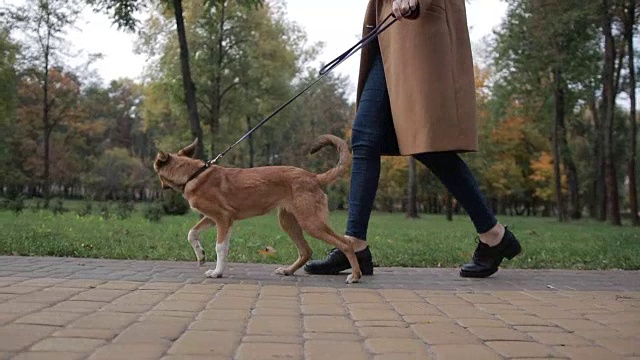 一个匿名的女人在公园遛狗视频素材