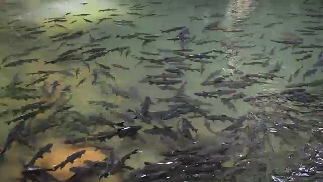 日本花式鲤鱼视频素材