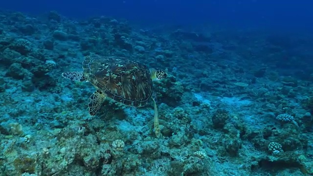 克拉马群岛的水下镜头;一只红海龟悠闲地穿过日本冲绳的大海视频素材