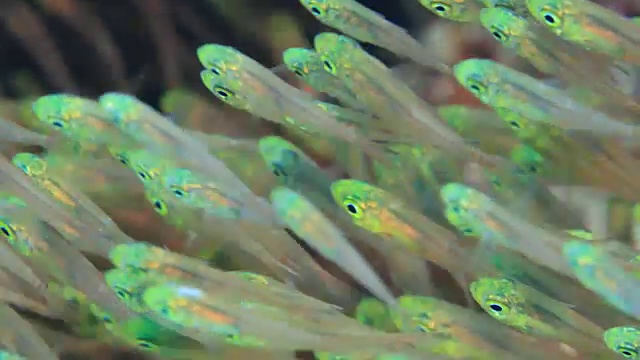 克拉马群岛的水下镜头;一群侏儒清洁工(Parapriacanthus ransonneti)在日本冲绳县喀拉马群岛附近的海上视频素材