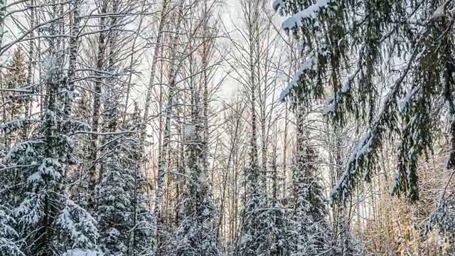 冬天森林里的雪花，CINEMAGRAPH，循环，1080p视频素材