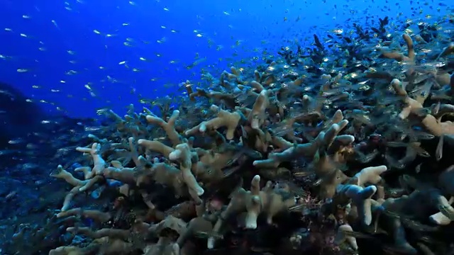 克拉马群岛的水下镜头;一群发光的红雀(Rhabdamia gracilis)围绕着珊瑚礁，在日本冲绳的喀拉马群岛附近视频素材