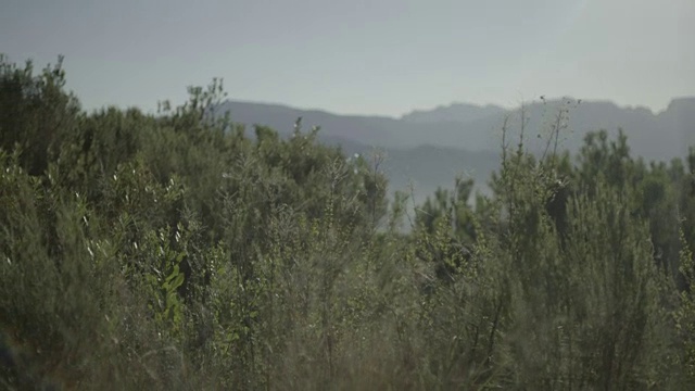 以山脉为背景，以芬博斯为前景的Franschhoek山谷的清晨镜头/西开普/南非视频素材