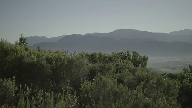 以山脉为背景，以芬博斯为前景的Franschhoek山谷的清晨镜头/西开普/南非视频素材