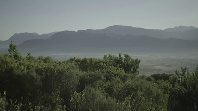 以山脉为背景，以芬博斯为前景的Franschhoek山谷的清晨镜头/西开普/南非视频素材