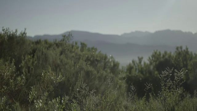 以山脉为背景，以芬博斯为前景的Franschhoek山谷的清晨镜头/西开普/南非视频素材