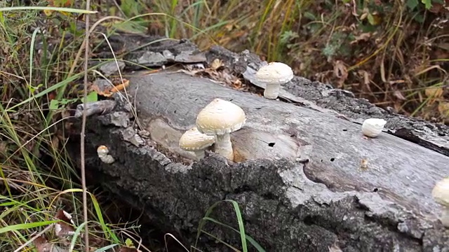 长在树干上的蘑菇视频素材