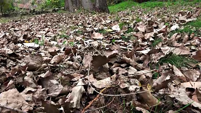 飞越秋叶在森林，索尼超高清摄像机拍摄，股票视频视频素材