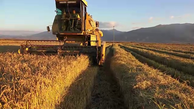 超高清联合收割机收集小麦作物，索尼4K拍摄视频素材