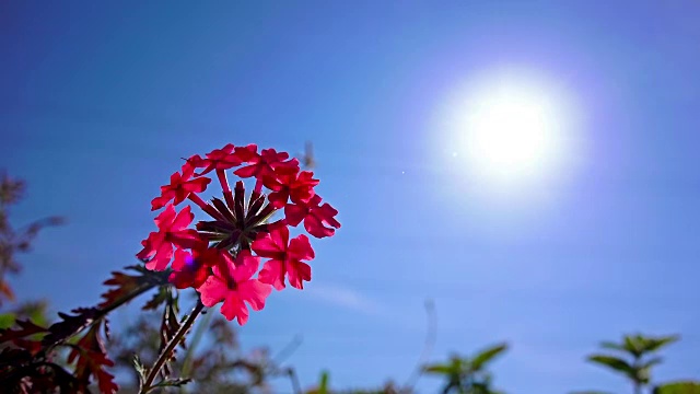 花的背景。在蓝天和太阳的映衬下开花的粉红色报春花。明亮的粉红色)视频素材