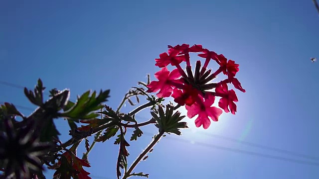 4 k花背景。在蓝天和太阳的映衬下开花的粉红色报春花。明亮的粉红色)视频素材