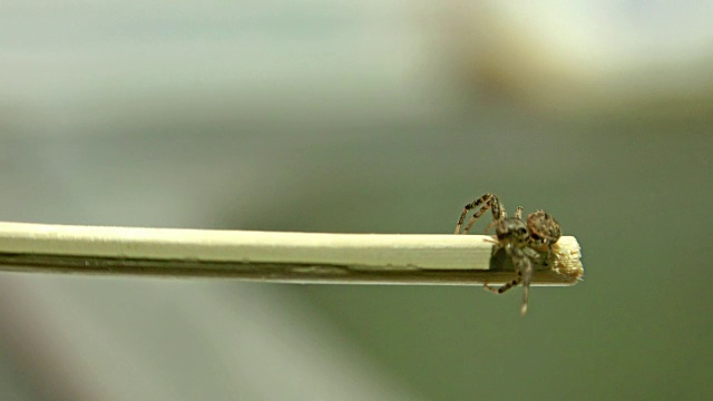 大毒蜘蛛爬过树枝表面的侧视图。超高清索尼4k拍摄视频素材