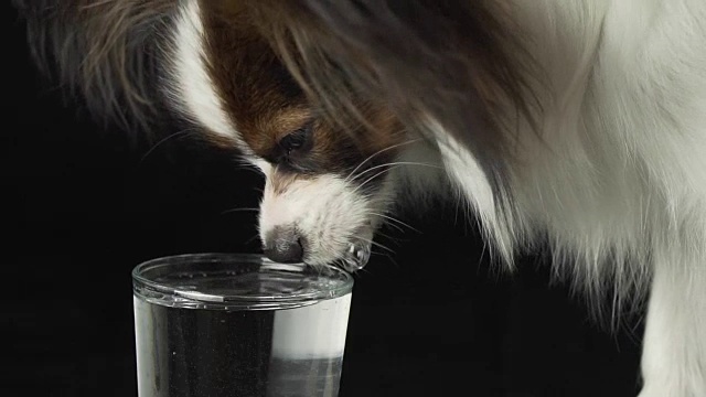 美丽的年轻的雄性狗大陆玩具猎犬蝴蝶犬喝干净的水从一个玻璃上的黑色背景慢动作库存录像视频素材