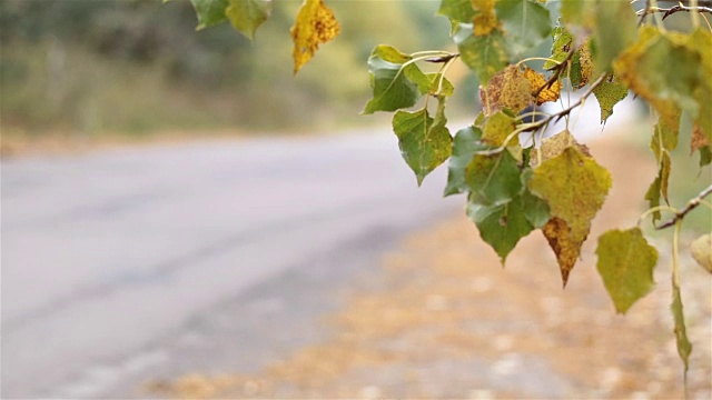 汽车穿过森林道路。视频素材