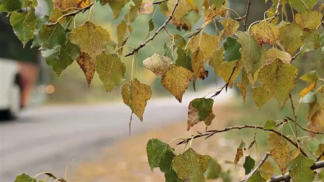 公共汽车在路上。秋天的树叶靠近道路。视频素材