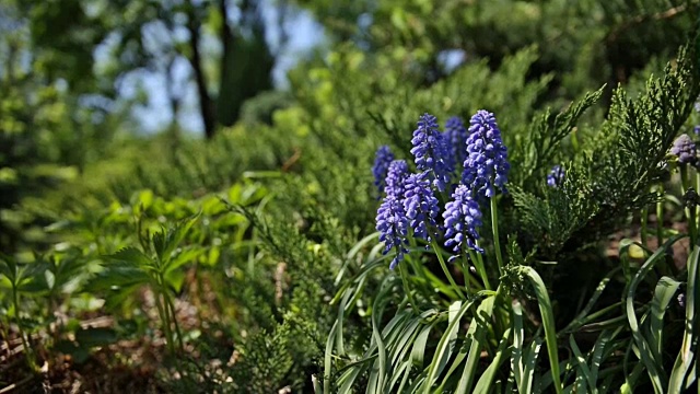 Muscari花。深蓝的花在绿色的自然背景。阳光明媚的夏天早晨在花园里视频素材