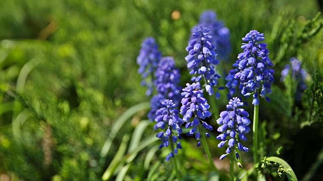 Muscari花。深蓝的花在绿色的自然背景。阳光明媚的夏天早晨在花园里视频素材