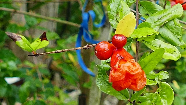 石榴花视频素材