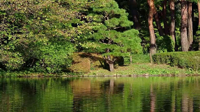 森林倒映在池塘的水面上视频素材