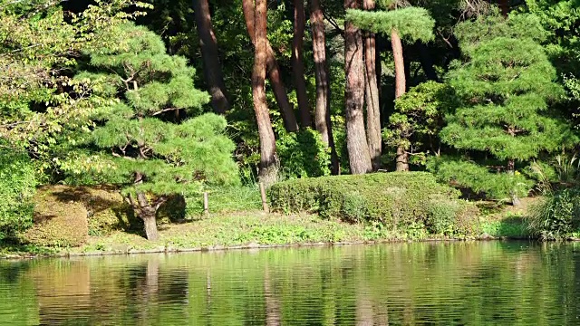 森林倒映在池塘的水面上视频素材