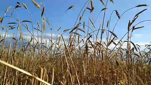 日落时的麦田视频素材