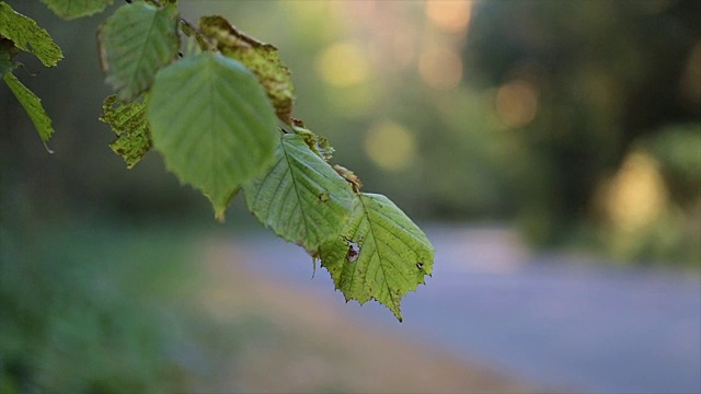 客车沿着这条路行驶。视频素材