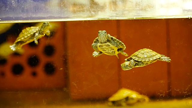 水族馆。小海龟在水族馆里游泳视频素材