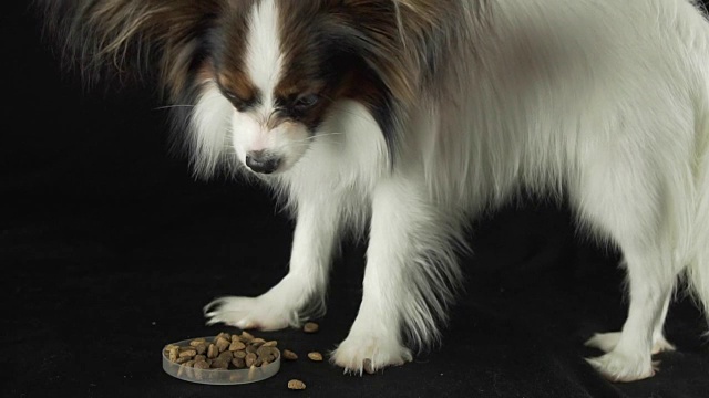 美丽的年轻雄性狗大陆玩具猎犬蝴蝶吃干的食物在黑色背景慢动作库存录像视频素材