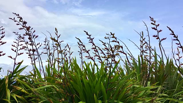 吹在风中的新西兰亚麻(Harakeke)视频素材