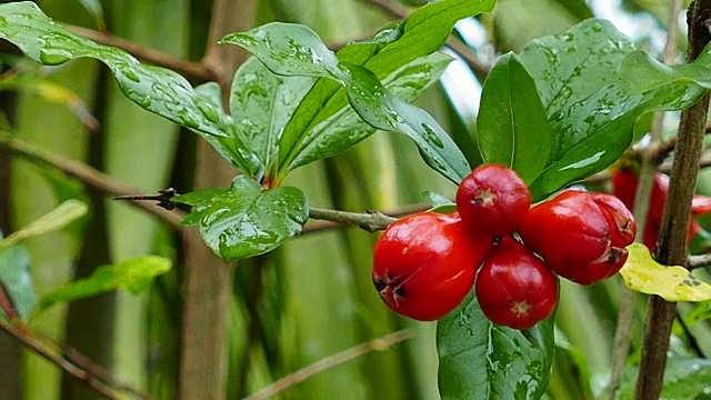 石榴花视频素材