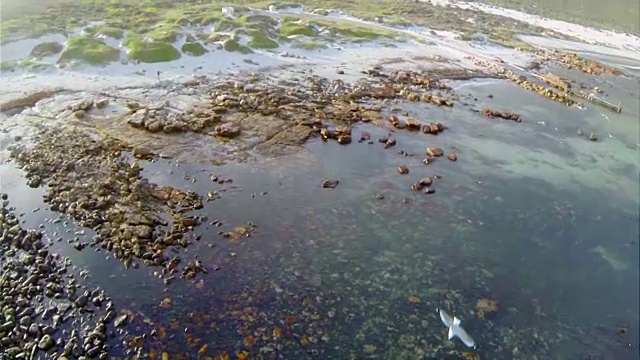 在岩石湾和灰头海鸥/西开普/南非上空摇摄视频下载