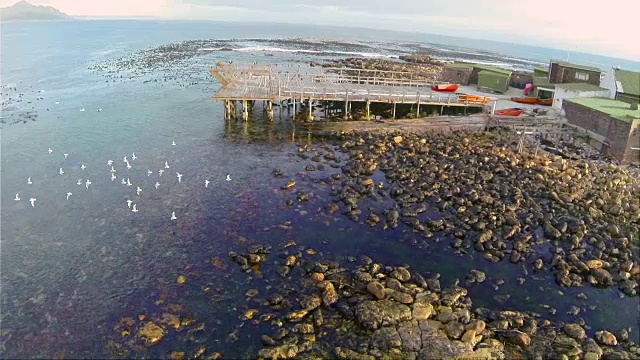 空中飞过岩石湾和灰头鸥/西开普/南非视频素材