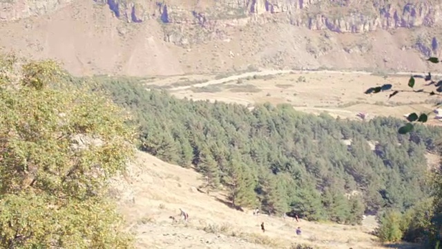 女孩坐在草地上，毯子看山，山坡，美丽的风景，森林背景，背面，风景，休闲，休息，夏天，野生的自然，女人看，使用手持平板电脑，在线地图触摸屏视频素材