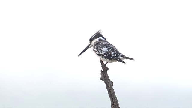 WS Pied Kingfisher against white sky / Pilanesberg国家公园/西北省/南非视频素材