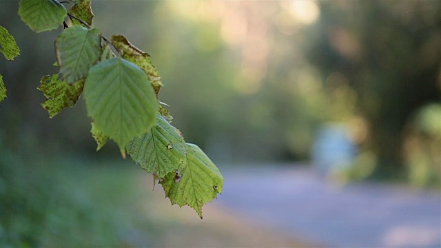 森林里的路。公共汽车沿着这条路行驶。视频素材