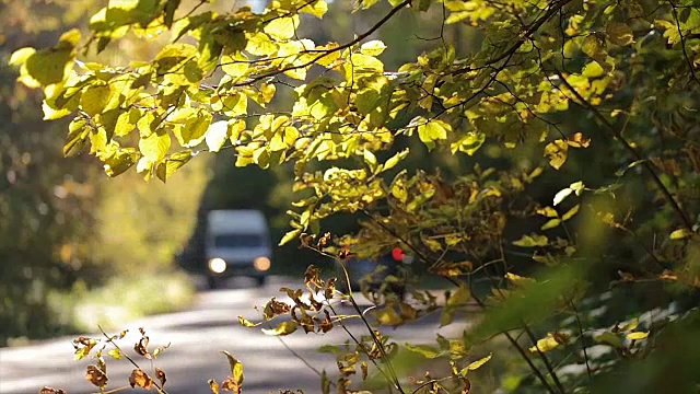 森林中道路上的车辆。视频素材